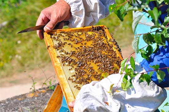 dabur honey beekeeping - bihar project