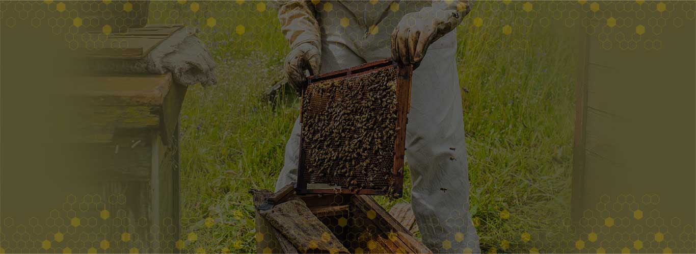 dabur honey beekeeping project