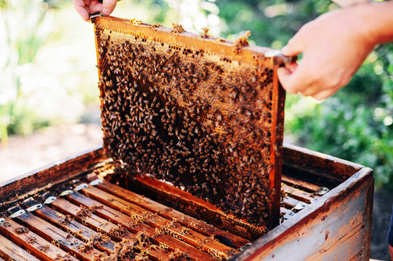 dabur honey beekeeping - mp project