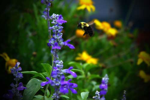 Alfalfa Honey