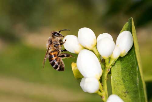 Orange Blossom Honey